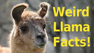 Top 10 Weird Llama Facts You Didnt Know [upl. by Stearn]