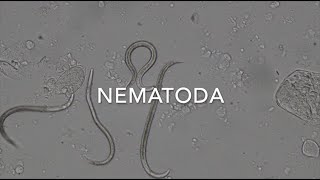 Nematodes [upl. by Hime]