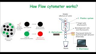 Flow Cytometry [upl. by Immij]