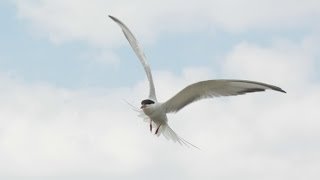 Bird Migration [upl. by Jews]