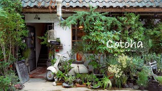 【店内散策】 京都の観葉植物屋さん cotoha [upl. by Lered204]