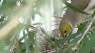 Whiteplumed Honeyeater [upl. by Nwahsaj]