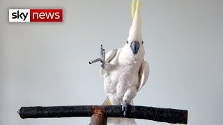 This cockatoo sure can dance [upl. by Powers]