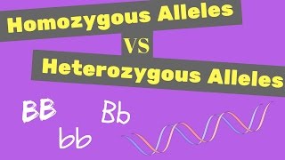 Homozygous vs Heterozygous Alleles  Punnet Square Tips [upl. by Luhey]