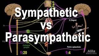 Autonomic Nervous System Sympathetic vs Parasympathetic Animation [upl. by Gregoire]