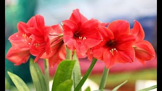 Trasplante del hippeastrum o amaryllis  Bricomanía  Jardinatis [upl. by Yekram]