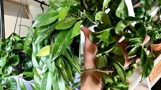 Hoya Houseplant Care Tips amp Tricks  My Hoya Collection [upl. by Gnud353]