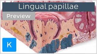 Lingual papillae of the tongue preview  Human Anatomy  Kenhub [upl. by Akenit838]