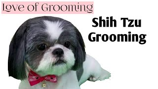 Grooming a Shih Tzu  Basic Clip [upl. by Bat]