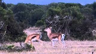 The mating game Grants Gazelles [upl. by Alban958]