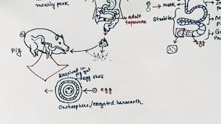 Taenia solium Lifecycle  Tapeworm  Taeniasis  Cysticercosis  English [upl. by Ader601]