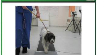 Introduction to Canine Lameness [upl. by Allesig]