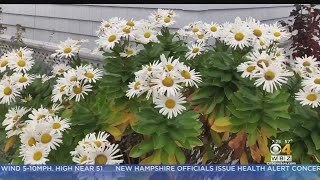 Gardening Tips Montauk Daisies [upl. by Arotahs888]