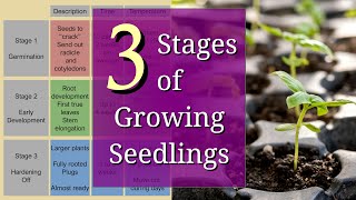 3 Stages of Planting Seedlings for Beginners [upl. by Lazaro]