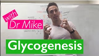 Glycogenesis amp Glycogenolysis [upl. by Lerej]