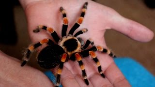 Handling beautiful Mexican Giant Red knee tarantula B annitha Inferion7 [upl. by Jeavons]