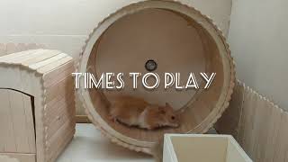 DIY Hamster Wheel [upl. by Gonsalve]