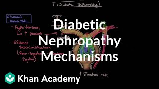 Diabetic nephropathy  Mechanisms  Endocrine system diseases  NCLEXRN  Khan Academy [upl. by Analart830]