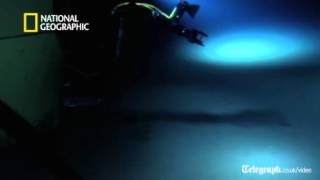 James Camerons first footage from the deep sea floor [upl. by Agnot]