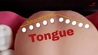 Remember the papillae of tongue [upl. by Akceber]