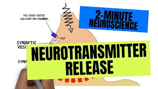 2Minute Neuroscience Neurotransmitter Release [upl. by Ahsyen]