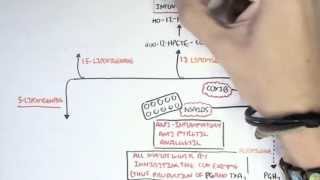 Part II  Aracidonic Acid Metabolites [upl. by Holsworth]