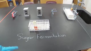 Sugar Fermentation by Bacteria  Microbiology [upl. by Ripleigh]