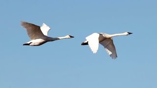 Migratory Birds at Skagit Valley 4K UHD [upl. by Arbed]