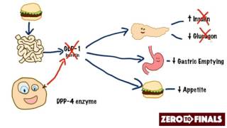 How does sitagliptin work DPP4 inhibitors and GLP1 mimetics [upl. by Nylkoorb]