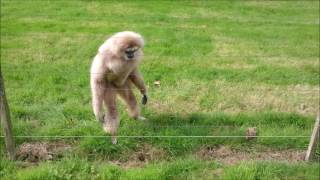 Gibbon freaks out over hedgehog [upl. by Auqenahc977]