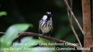 Whitecheeked Honeyeater call [upl. by Demetre580]