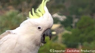 Angry Cockatoo Headbangs and Shrieks [upl. by Emerick592]