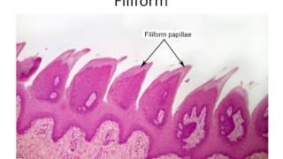 Histology Taste Buds and Lingual Papillae [upl. by Ilsel]