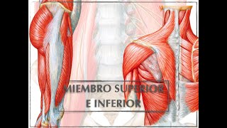 CLASE DE MIEMBRO SUPERIOR E INFERIOR [upl. by Aisek]