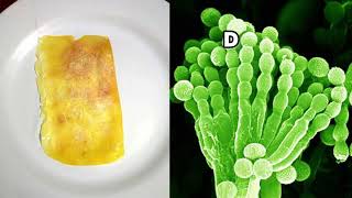 Cultivo de hongo penicillium [upl. by Clive573]