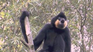 Gibbons singen 2 [upl. by Sara-Ann]