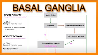 Basal Ganglia Direct vs Indirect Pathways [upl. by Woods389]