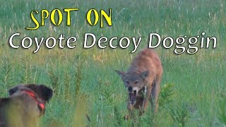 Spot On Coyote Decoy Dogging [upl. by Esorbma]