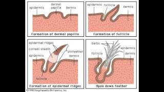 What are Dermal Papillae [upl. by Enyrat]