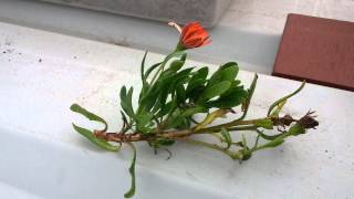 How to grow Daisies from a cutting [upl. by Burchett]