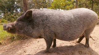 Pot Belly Pig Care For Beginners [upl. by Simdars]