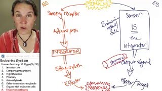 Endocrine 8 Pathways [upl. by Gladwin]