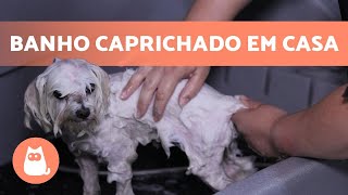 Como dar banho em CACHORRO em CASA 🐶🚿 Técnica Profissional [upl. by Eibbor]