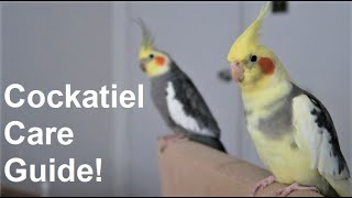 Cockatiel Care Guide  Everything You Need To Know  BirdNerdSophie [upl. by Tamiko]