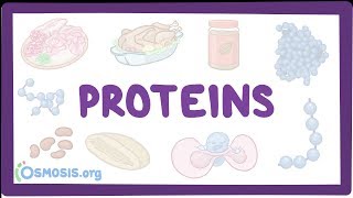 Proteins [upl. by Mikah879]