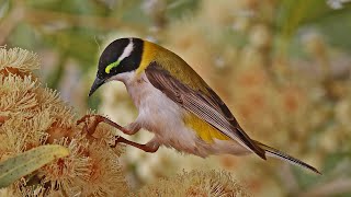 Honeyeaters of Australia [upl. by Cassy]