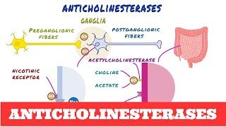 Anticholinesterases  Pharmacology [upl. by Fulmer]