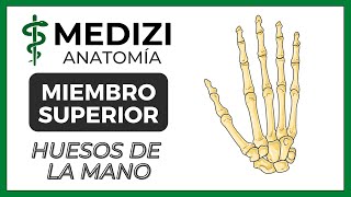 Anatomía de Miembro Superior MMSS  Huesos de la mano [upl. by Yniar]