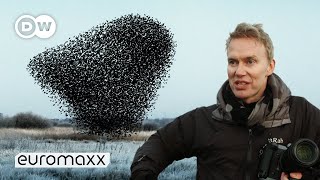 Photographers Søren Solkærs Incredibly Beautiful Starling Murmurations [upl. by Dinsdale]