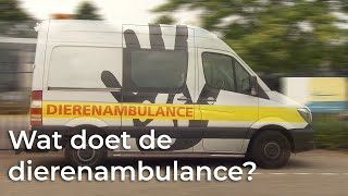 Wat doet de dierenambulance  Het Klokhuis [upl. by Renwick]